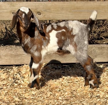 Multicolor goat posing for a picture 