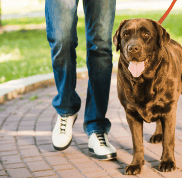 Dog walking at Fido's pet sitters Lynnwood Washington
