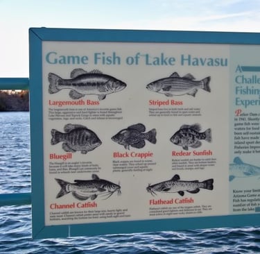 lake havasu city fishing