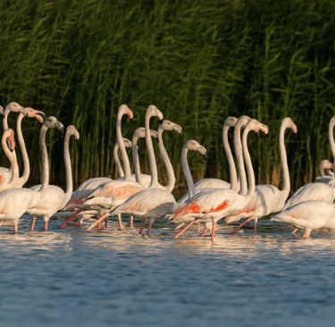 Al Marmoom and Al Qudra Lakes in dubai