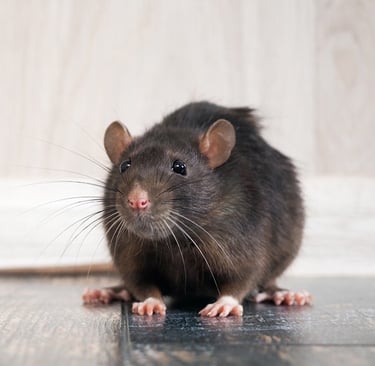 traitement contre les rats et souris efficace avec des produits professionnels