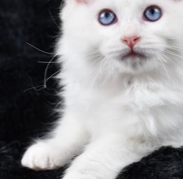 Willoo des Dolls de Mitilo