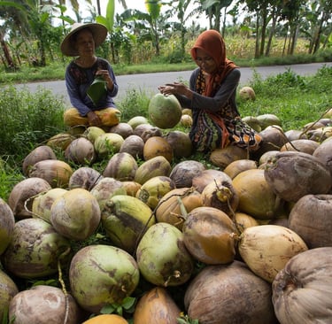 premium coconut charcoal
