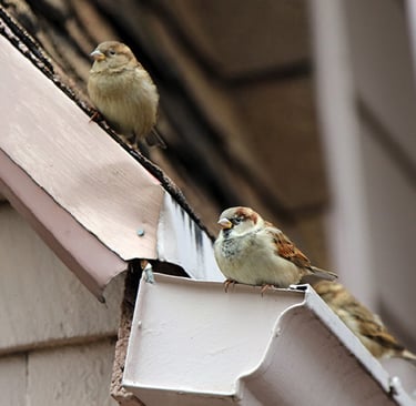 moineaux créant leurs nids dans une gouttière