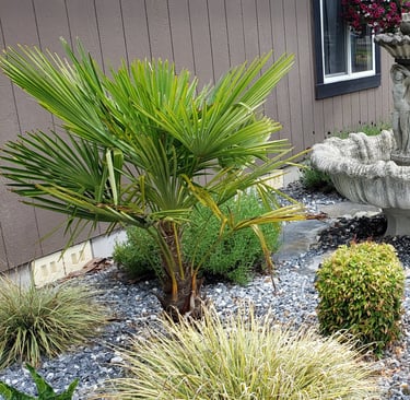 young windmills in northwest landscape