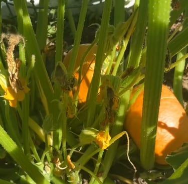Squash in August still have a ways to go before harvesting.