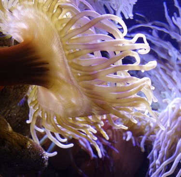 Aquarium Voyage France Guadeloupe