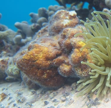 voyage france guadeloupe