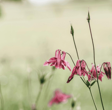 Columbine flower signifying holistic natural support for perimenopause and menopause