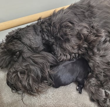 Tessie et sont chiot