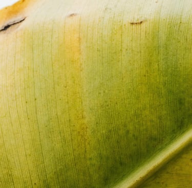 Yellowing leaf tip