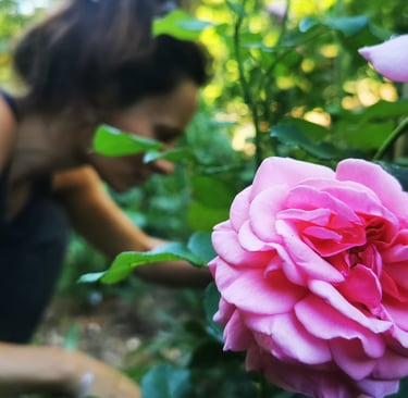 fleurs locales biologiques de saison bouquet slowflower floriculture rose