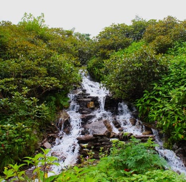 Small cascading waterfall surrounded by dense green foliage in a mountain setting