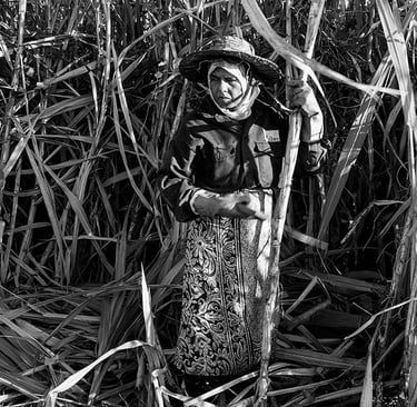 Mauritian woman in traditional attire cutting sugarcane, Cape Town Photography Festival 2025.