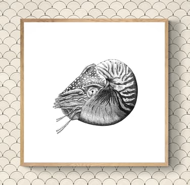 Wildlife Art - Chambered Nautilus