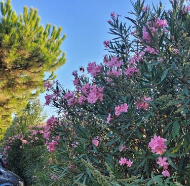 tall Oleander hedges with flowers