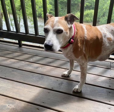 a dog standing on a deck