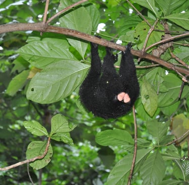 crested macaque in the Tangkoko Nature Reserve in sulawesi, indonesia
