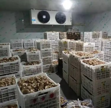 Mushroom growing cold room interior with racks