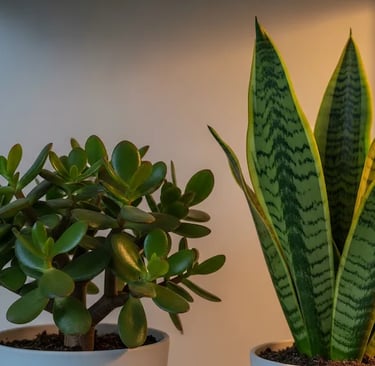 Un Árbol de Jade y una Sansevieria sanas en una estantería.