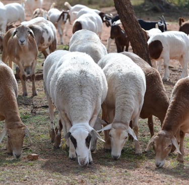 Goats and Sheeps for sale