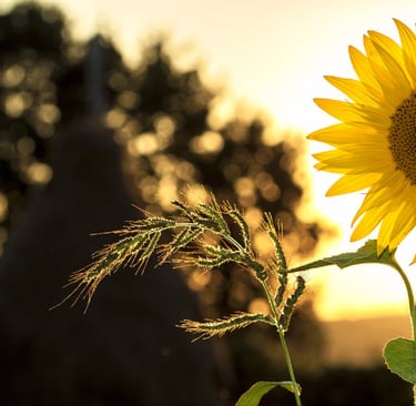 Girassol tropical em destaque ao pôr do sol, representando espécies nativas que florescem o ano todo