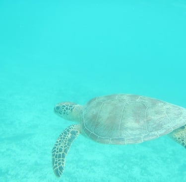 Sea turtle at Lankayan Island