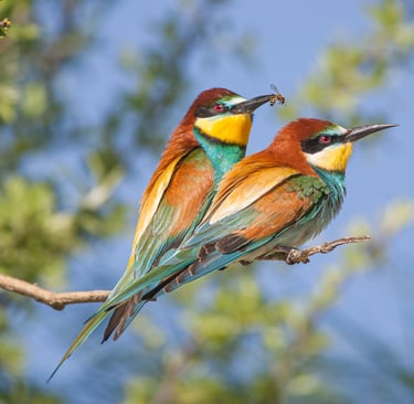 two bee-eaters sitting on a tree branch