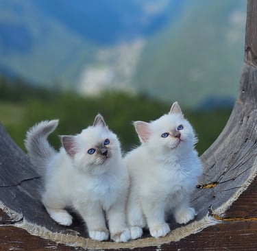 Hellig Birma kattunger på Gausta NO*Gaustatoppens Champagne Rose of May og Lavender Grace of May