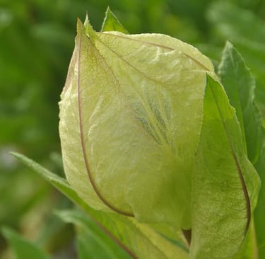 Saussurea obvallata or Brahmakamal