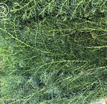 distribuidores de follaje