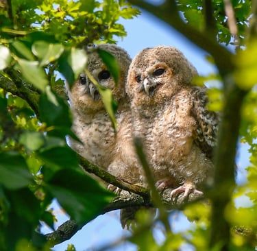Two Tawny Owlets in Regent's Park.