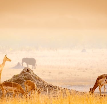 Impala on termite mound with elephant in background
