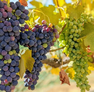 Clusters of purple and green grapes hang on a vine