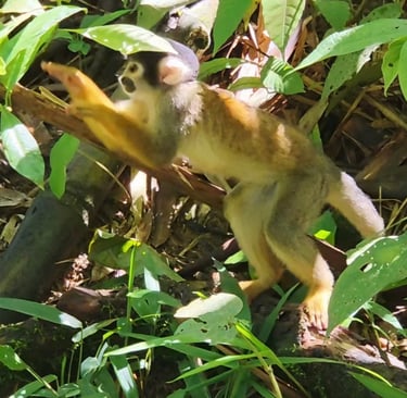 Squirrel Monkey