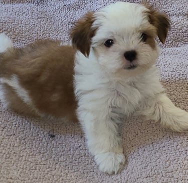Teacup Maltese or Mal-Shi Puppy near me 