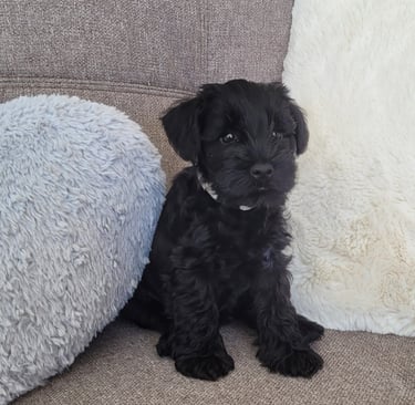 Chiot Schnauzer sur un canapé