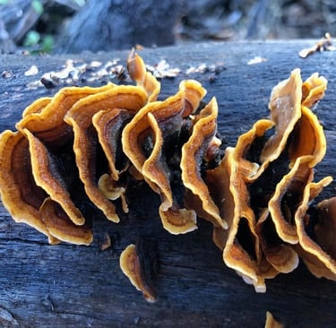 Tan and brown fungus grows on a burnt log