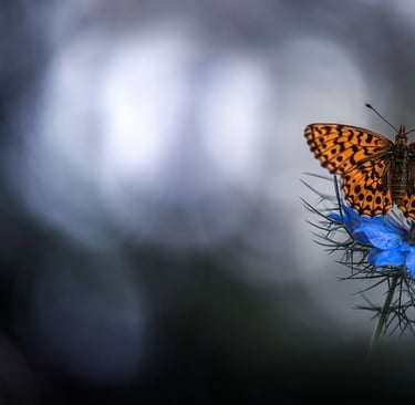 a butterfly butterfly on a flower with a blurry background