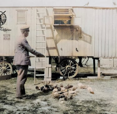 Les pigeons voyageurs et éclaireurs