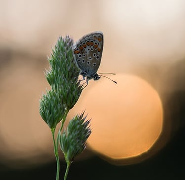 a butterfly on a plant with a sun in the background