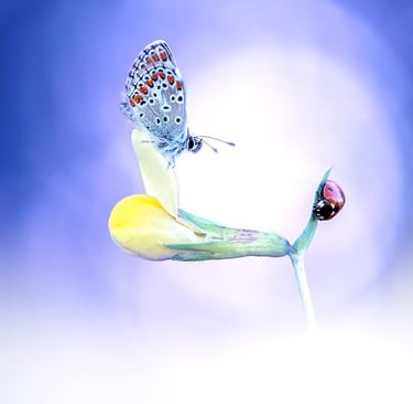 a butterfly on a flower with a ladybug on it