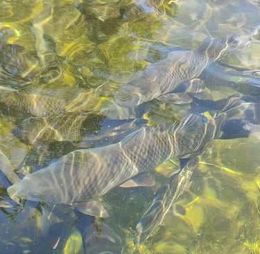 a group of fish in a pond with water