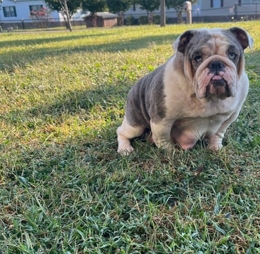 English Bulldog Diamond 