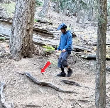 mountian biker looking at roots that can be bump jumped over