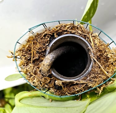 self watering moss pole example