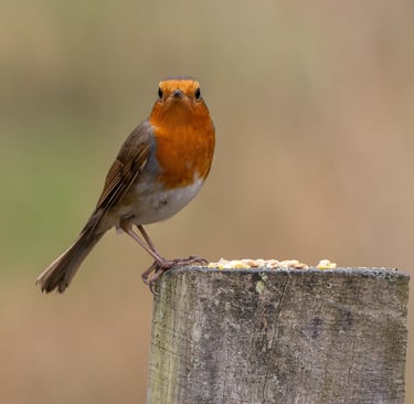 Robin, Stodmarsh NNR, Kent