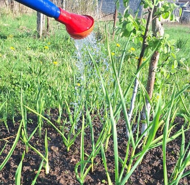 a person watering garden plants correctly