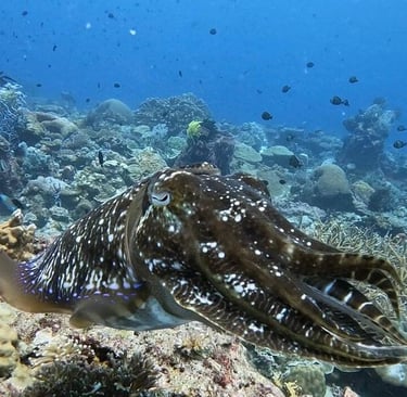 Marine life at Lankayan Island
