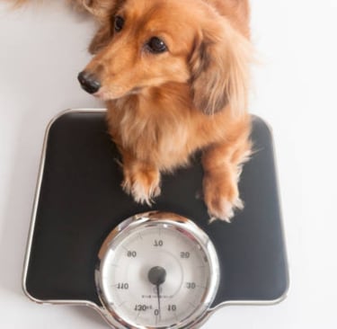 veterinario-no-jardim-sao-paulo